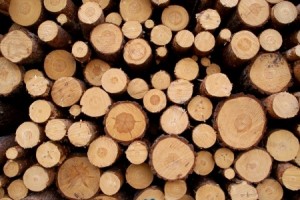 The Importance of U.S. Lumber