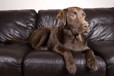 Pets and Your Furniture