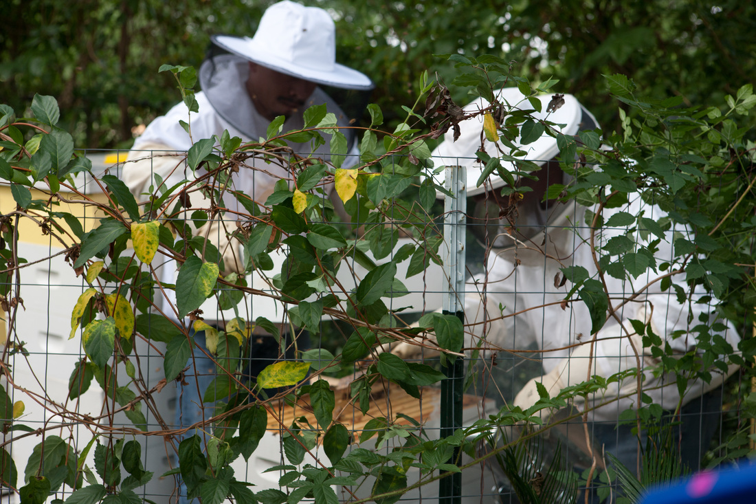 Harvesting the honey from the hives!